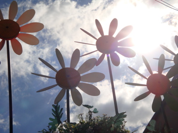 Sol e Girasol